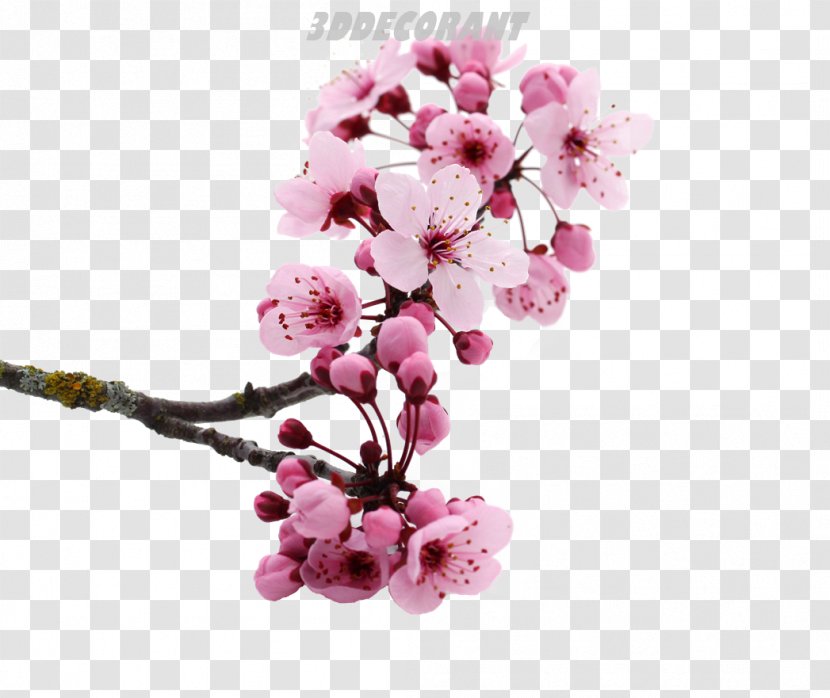 National Cherry Blossom Festival Pink Flowers - Flower Transparent PNG