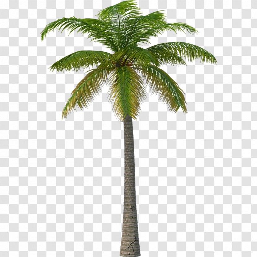 Palm Tree - Elaeis Roystonea Transparent PNG