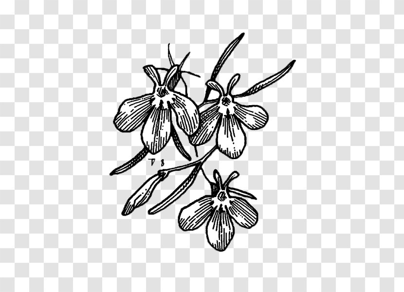 Drawing Symmetry Line /m/02csf Pattern - Insect Transparent PNG