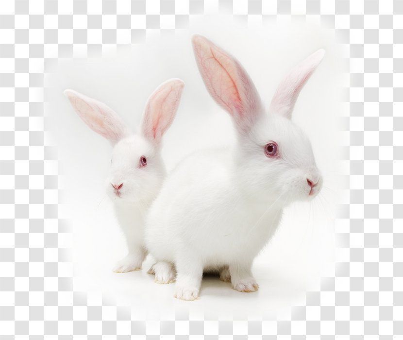 Cruelty-free Animal Testing Stock Photography Cosmetics On Animals - American Rabbit Breeders Association Transparent PNG