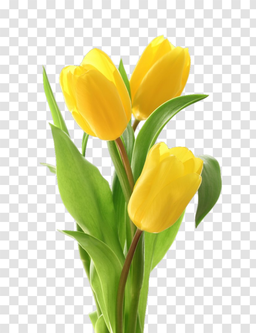 Tulip Flower Bouquet Floral Design Cut Flowers - Canvas Transparent PNG