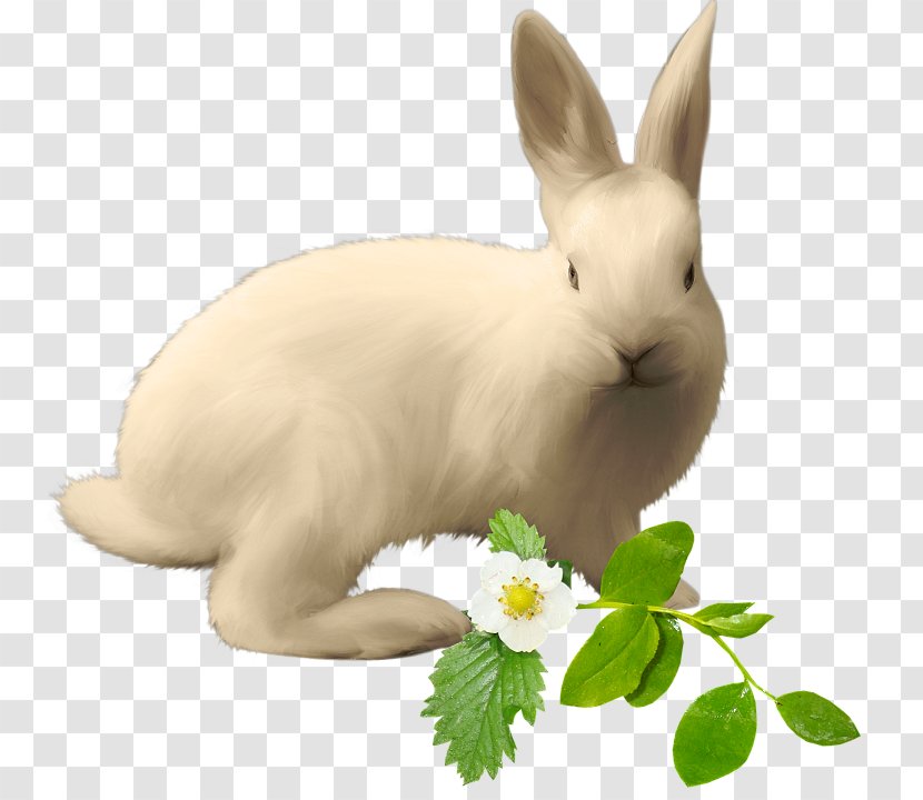 Domestic Rabbit Hare Easter Bunny Image - Pet Transparent PNG