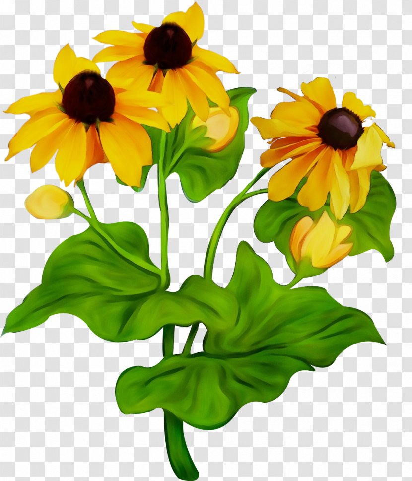 Sunflower - Watercolor - Cut Flowers Petal Transparent PNG