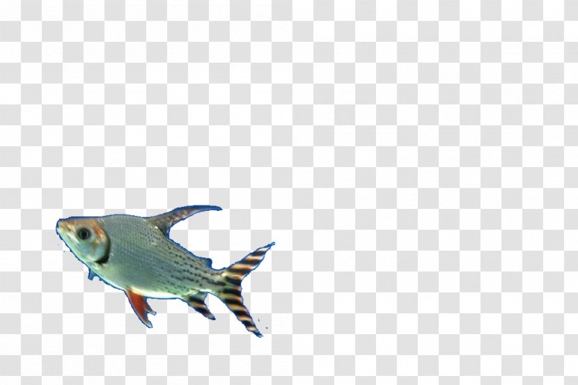 Fish Designer Pattern Transparent PNG