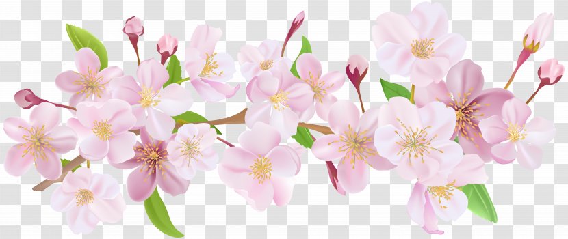 Paper Wallpaper - Floral Design - Cherry Blossom Spring Branch Clip Art Transparent PNG