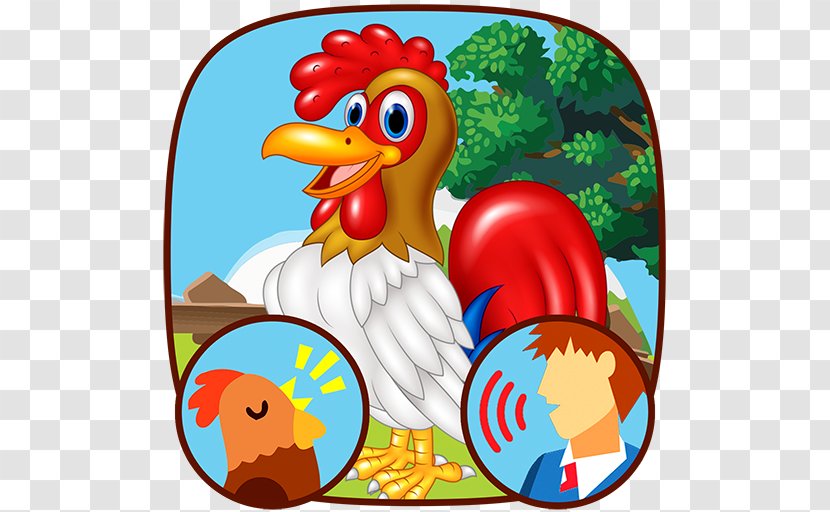 Bird Cafe Bazaar Chicken Animal Galliformes - Education - Land Animals Transparent PNG