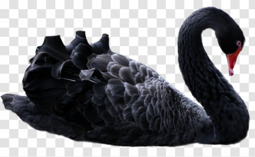 The Black Swan: Impact Of Highly Improbable Antifragile Swan Guesthouse Manong Road New Europa - Bird Transparent PNG