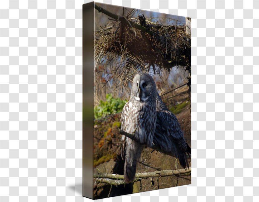 Owl Fauna Hawk Beak Feather - Great Grey Transparent PNG