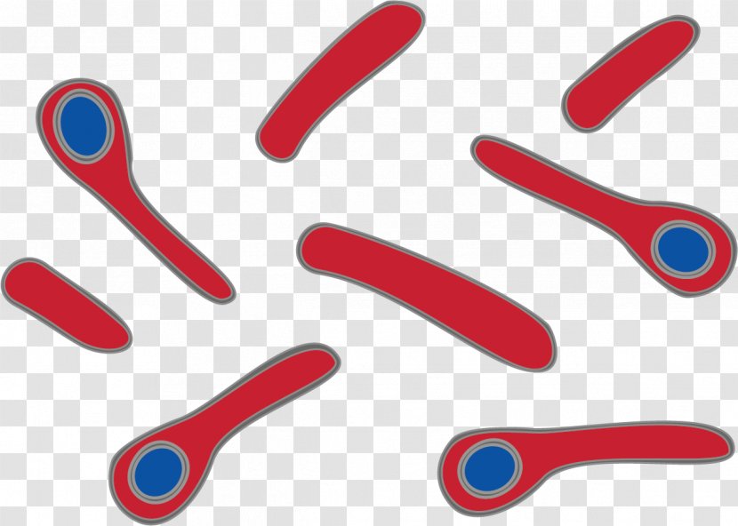 Clostridium Tetani Tetanus Bacterial Cell Structure Virus - Disease - Human Body Transparent PNG