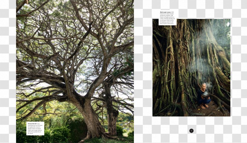 Tear Sheet Desktop Wallpaper Photography Printing Photographer - Forest Transparent PNG