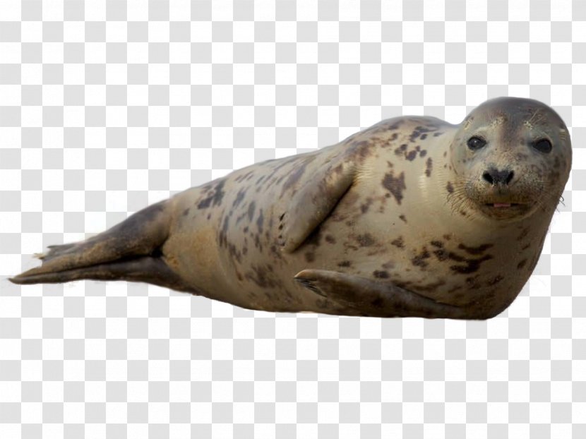Earless Seal Sea Lion Harbor Grey Ringed Transparent PNG