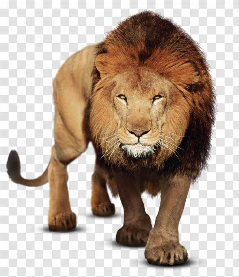 Gujarat Felidae PicsArt Photo Studio East African Lion - Masai - Fundo Dia Do Professor Transparent PNG