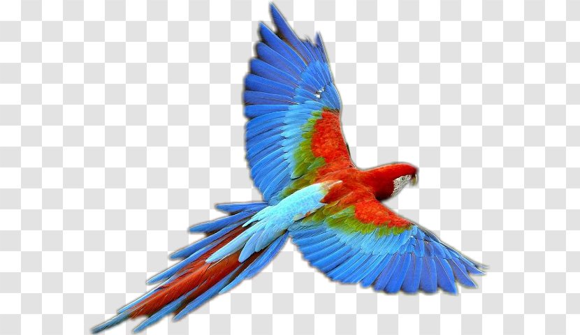 Parrot Bird Business - Perico Transparent PNG