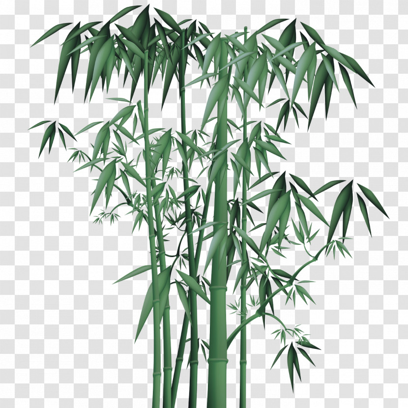 Plant Stem Bamboo Arecales Tree Flowerpot Transparent PNG