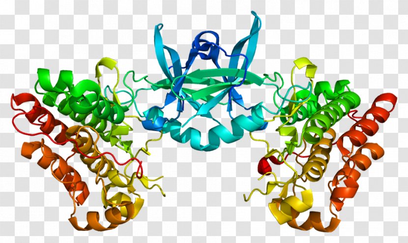 TEK Tyrosine Kinase Receptor Angiopoietin - Heart - Silhouette Transparent PNG