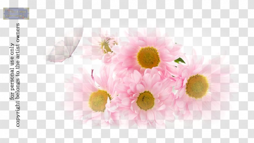 Flower Petal Love Transvaal Daisy Transparent PNG
