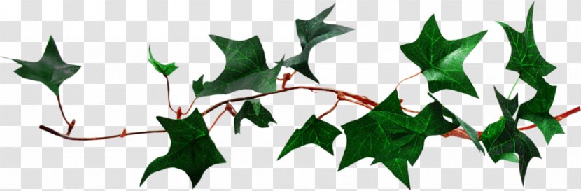 Ivy Leaf Vine Clip Art - Flora Transparent PNG