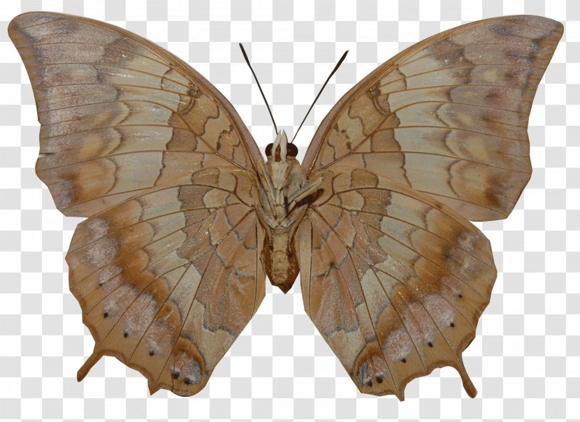 Butterfly Nymphalidae Insect Charaxes Bernardus - Tawny Transparent PNG
