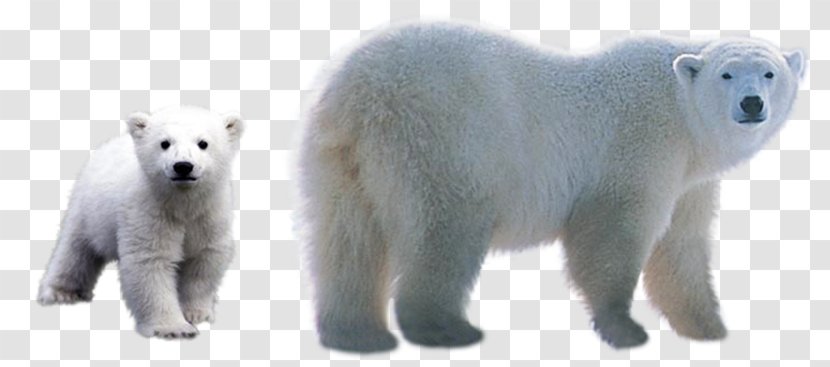 Polar Bear Download Clip Art - Arctic - Nm Transparent PNG