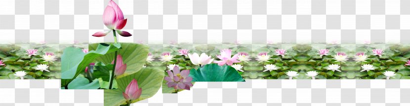 Nelumbo Nucifera Pond Material Euclidean Vector - Vecteur - Lotus Beautiful Fresh Transparent PNG