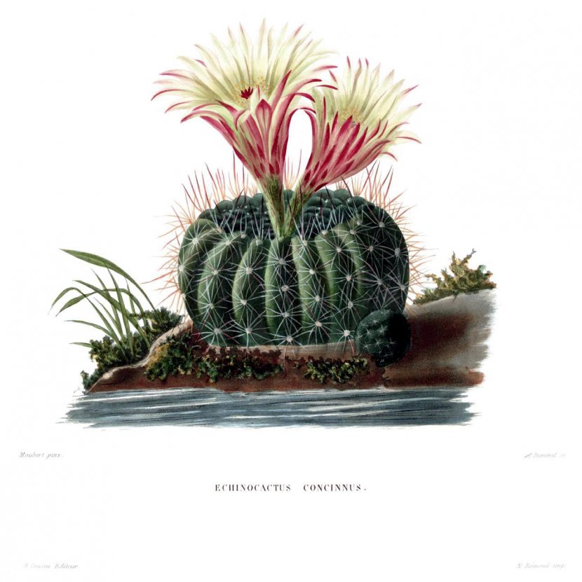 The Cactaceae Botanical Illustration Botany Cleistocactus - Drawing Transparent PNG