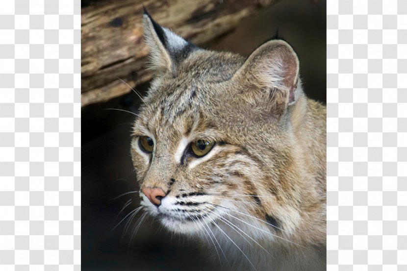Whiskers Bobcat National Zoological Park Pixie-bob Domestic Short-haired Cat - Smithsonian Institution Transparent PNG