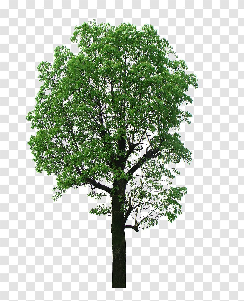 Camphor Tree Lindens - Arecaceae - Big Crown Linden Picture Material Transparent PNG