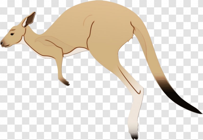 Animal Cartoon - Wallaby - Fawn Transparent PNG
