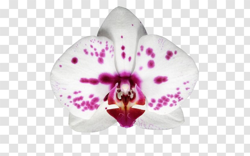 Moth Orchids Stolk Flora Plant Donostia / San Sebastián - Seed - Delivery Contract Transparent PNG
