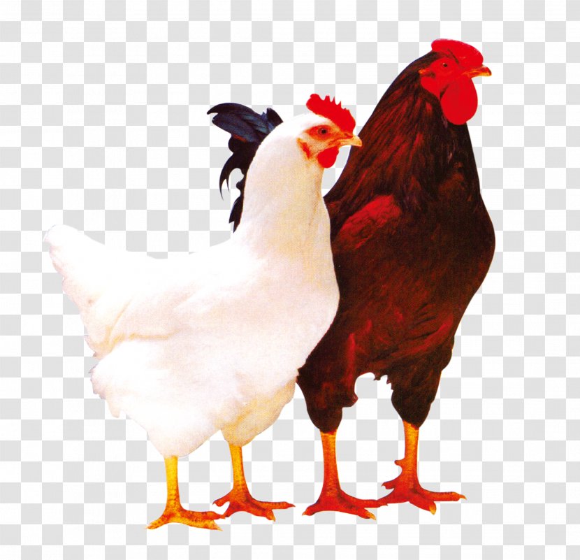 Oversigt Jeg har en engelskundervisning Tragisk Plymouth Rock Chicken Lohmann Brown Broiler Poultry Rooster - Beak - Cock  Transparent PNG