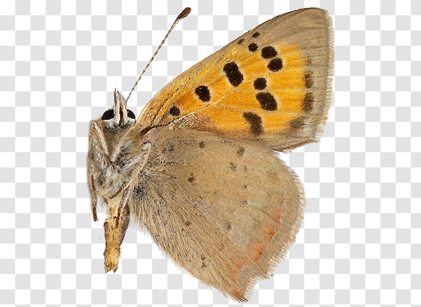 Gossamer-winged Butterflies Brush-footed Small Copper Brown House Moth Silkworm - Insect - Hepialidae Transparent PNG