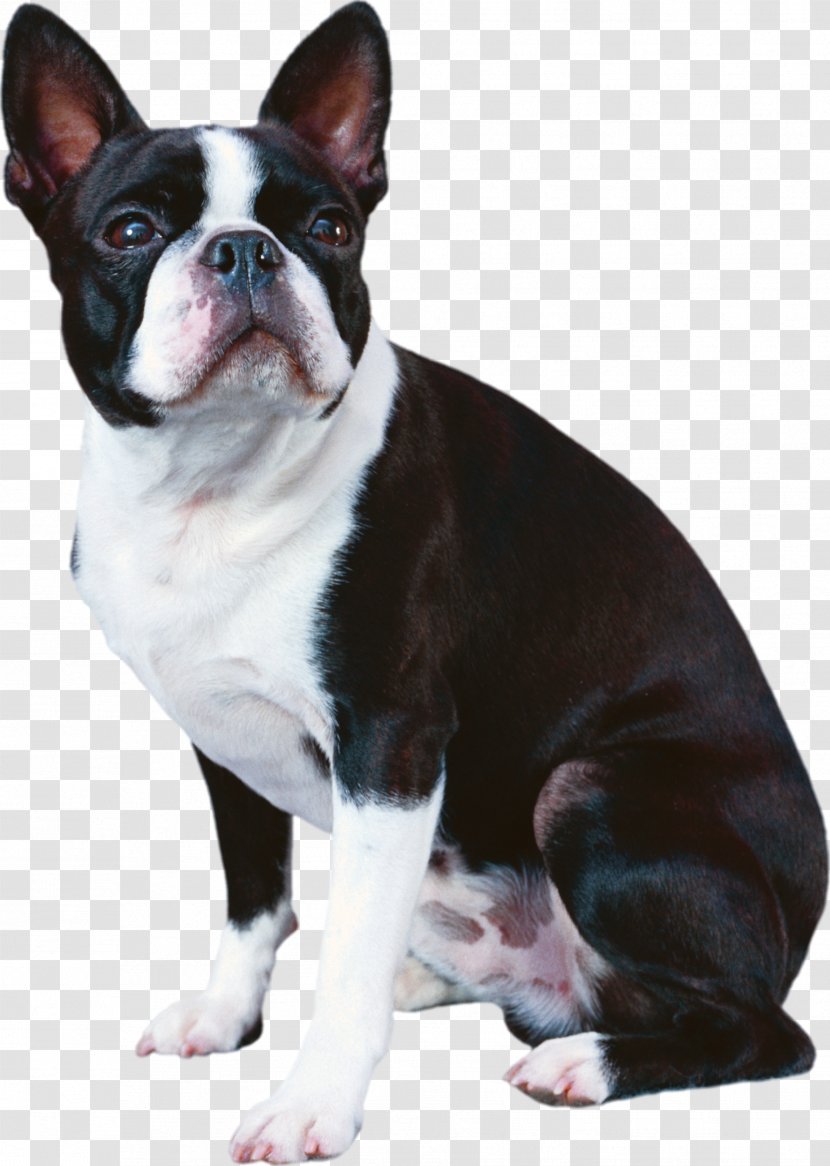 Boston Terrier French Bulldog Boxer Japanese Chin - Dog Breed Transparent PNG
