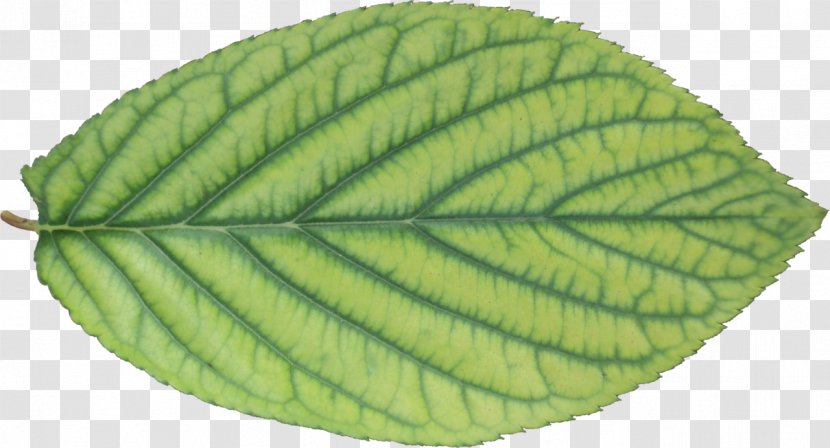 Leaf Plant Pathology Transparent PNG