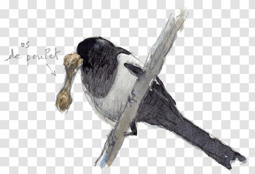 Beak Bird Passerine Fauna Feather - Wing - Un Nid Transparent PNG