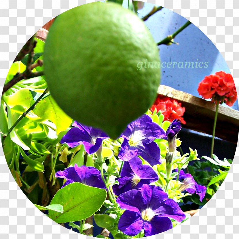Citrus Leaf - Plant - Handpainted Perfume Transparent PNG