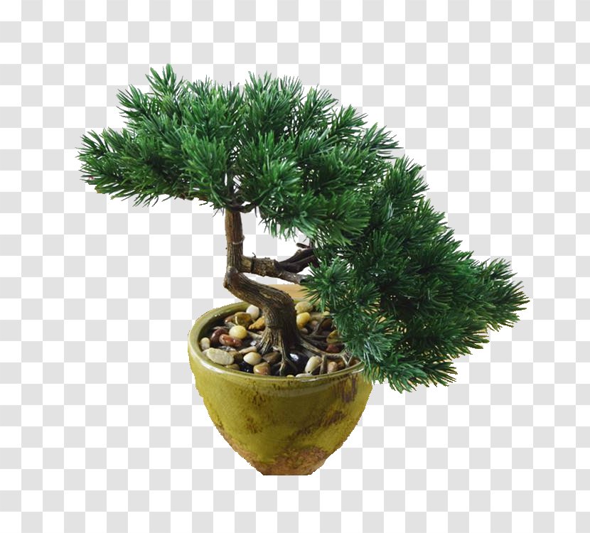 Bonsai Flowerpot Tree Evergreen Transparent PNG