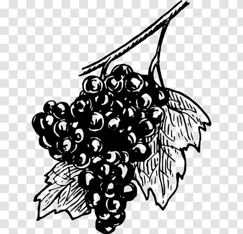 Common Grape Vine Concord Wine Clip Art - Food Transparent PNG