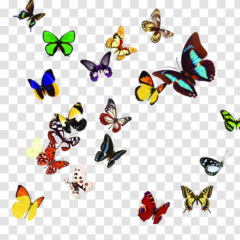 Butterfly Clip Art - Insect - Colorful Transparent PNG