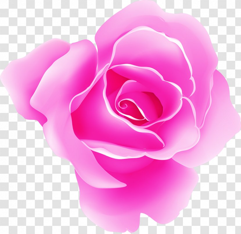 Garden Roses Pink Cabbage Rose Beach - Order - Family Transparent PNG