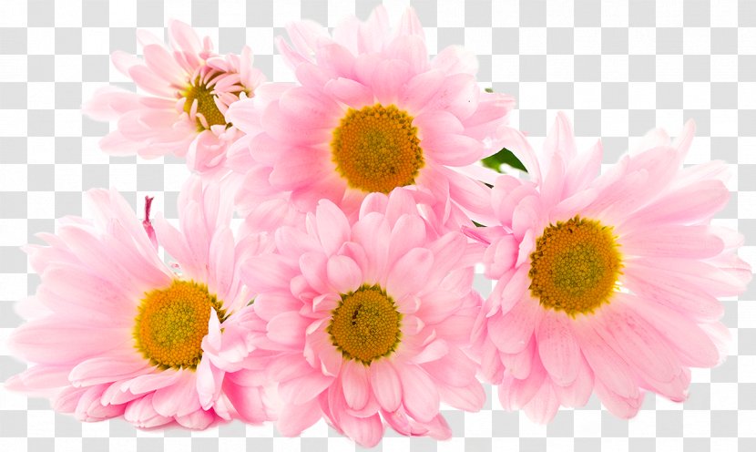 Death Love Eating YouTube Woman - Gerbera - Chrysanthemum Transparent PNG