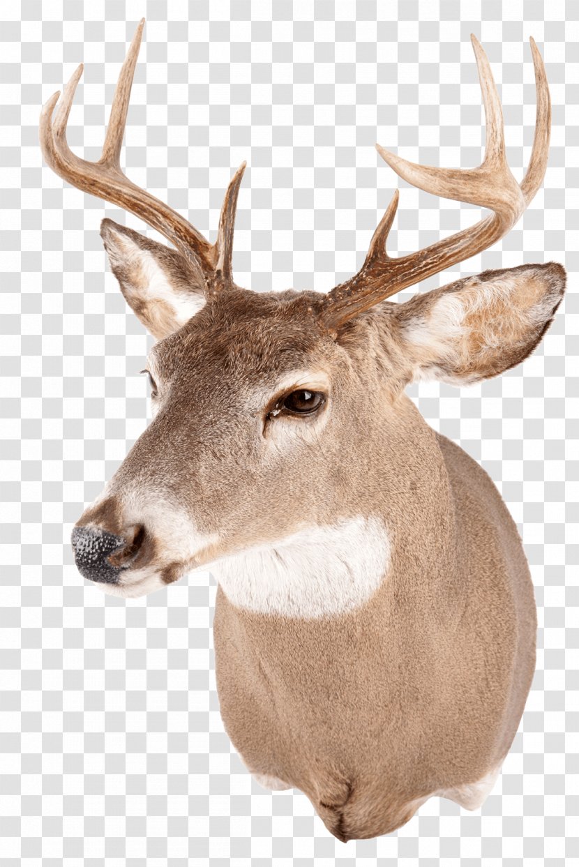 White-tailed Deer Red Reindeer Antler - Trophy Hunting - Head Transparent PNG