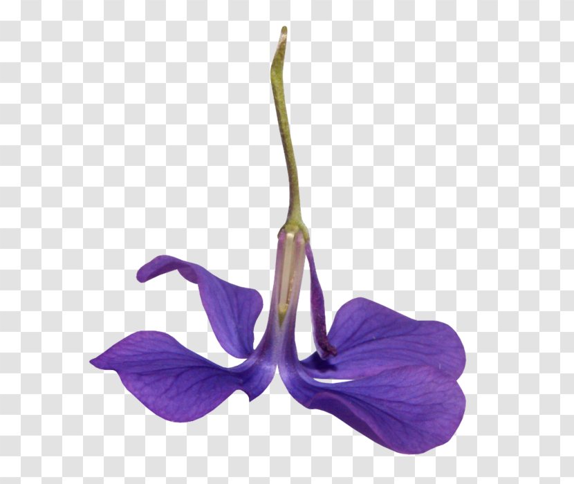 Blue Iris Flower - Violet Family - Cattleya Transparent PNG