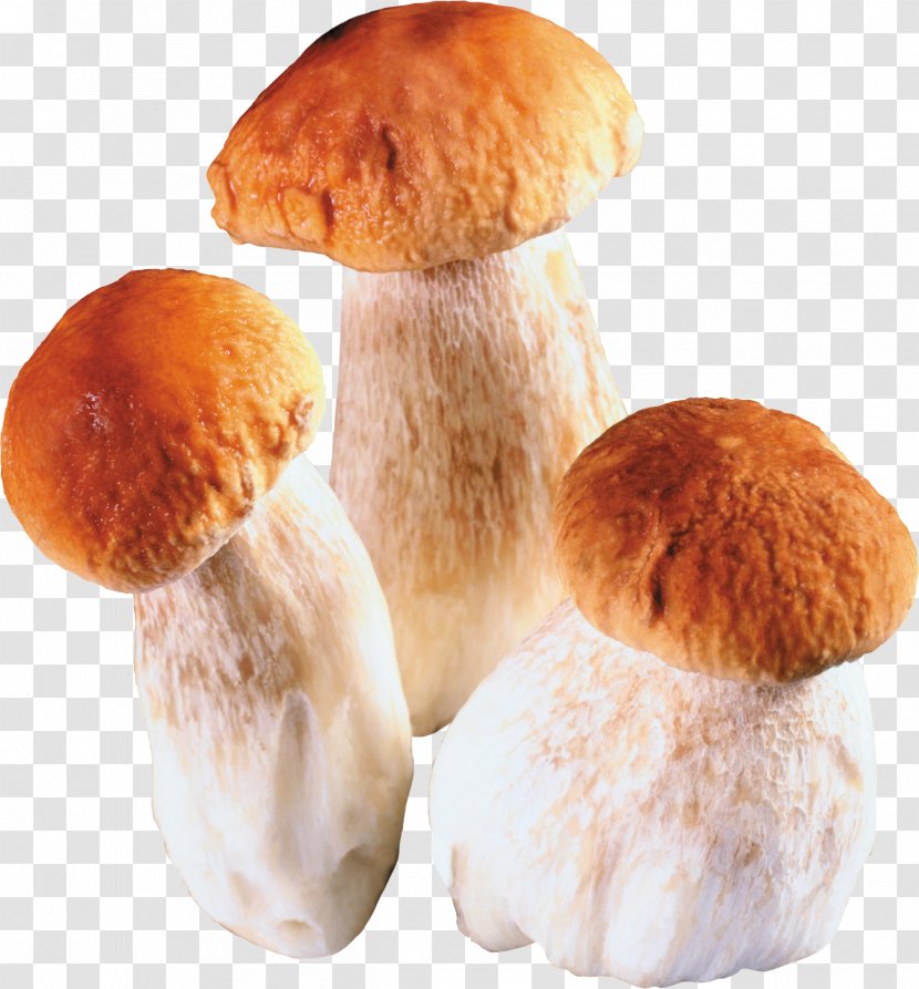 Edible Mushroom Penny Bun Fungus Clip Art - Heart Transparent PNG