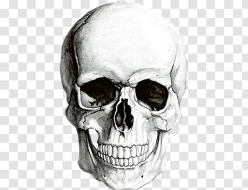 Human Skull Symbolism Skeleton Drawing - Homo Sapiens Transparent PNG