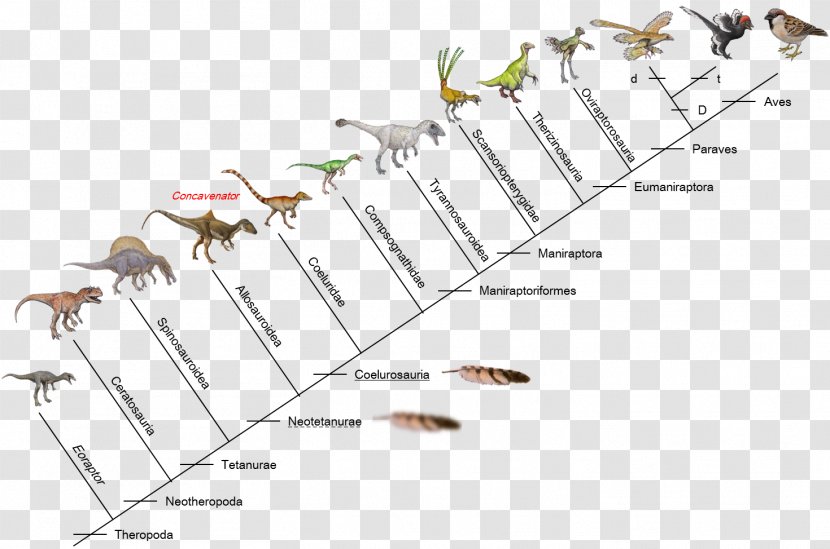 Evolution Of Birds Dinosaur Giganotosaurus Microraptor - Feather - Plumas De Ave Transparent PNG