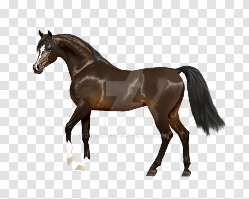 Appaloosa Andalusian Horse American Quarter Thoroughbred Foal - Mustang - Arabian Style Transparent PNG