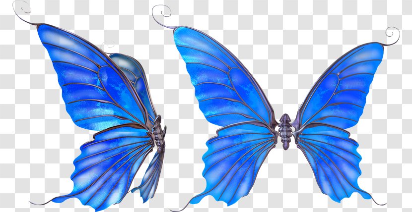 Butterfly Standard Test Image Clip Art Transparent PNG