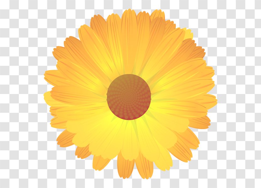 English Marigold Getty Images Stock Photography Common Daisy - Orange - News Transparent PNG