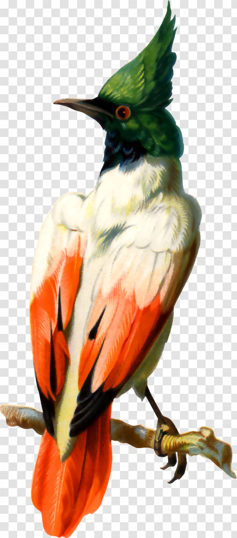 Bird Photography Illustration - Fotosearch - Hand-painted Parrot Transparent PNG