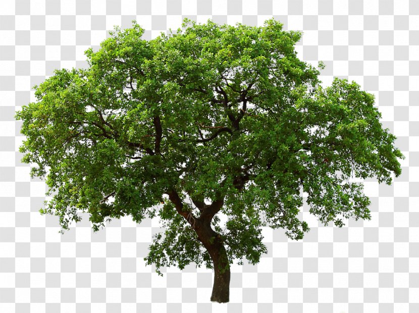 Tree Southern Live Oak Clip Art - Woody Plant Transparent PNG